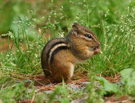 東部花栗鼠 東部花栗鼠