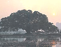 穿岩古榕 穿岩古榕