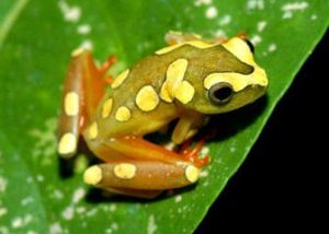 非洲樹蛙科 非洲樹蛙科