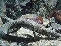 大鰻螈
