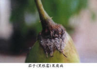 茄子（黑根霉）果腐病