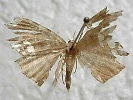 白窗尺蛾 白窗尺蛾