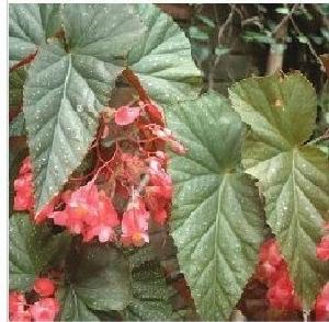 （圖）竹節海棠