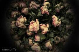 枯萎的花兒 枯萎的花兒