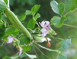尖萼刀豆 尖萼刀豆