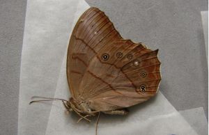 棕褐黛眼蝶 棕褐黛眼蝶