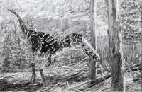 八角霸王龍 八角霸王龍