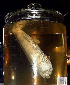 真實捕捉到的赤鱬