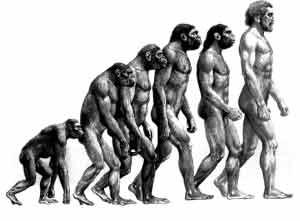 直立猿人的進化