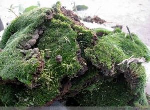 長蒴砂蘚 長蒴砂蘚