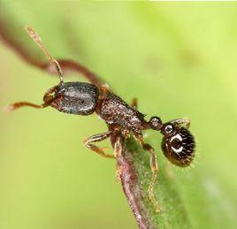 切胸蟻屬 切胸蟻屬