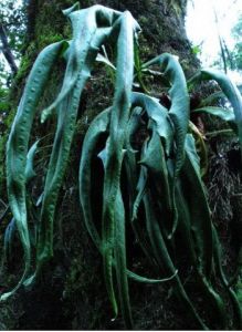 連珠瓦韋 連珠瓦韋