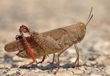 小麥土蝗 小麥土蝗