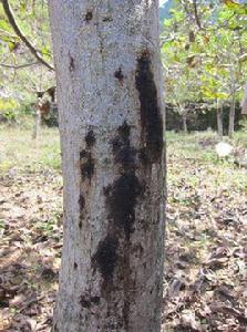 核桃潰瘍病 核桃潰瘍病