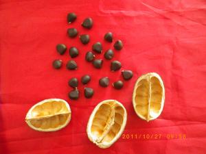 文冠果種子(張東旭攝)