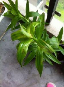 百合葉燒病 百合葉燒病