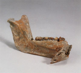 聖水牛頭骨 聖水牛頭骨