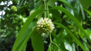 冰淇淋樹 （開花）