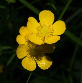 草甸毛茛 草甸毛茛