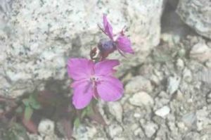 托里阿魏 托里阿魏