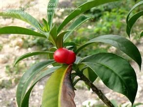 闊葉竹桃 闊葉竹桃