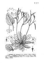 旋蒴苣苔[旋蒴苣苔]