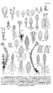 洱源虎耳草 洱源虎耳草