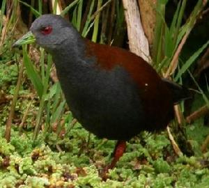 棕背田雞 棕背田雞