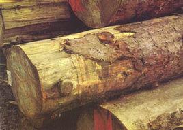 哥倫比亞雲杉 哥倫比亞雲杉