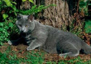 夏特爾貓（卡特爾貓）