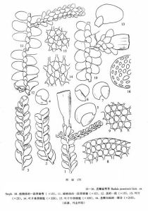 直瓣扁萼苔 直瓣扁萼苔