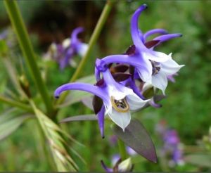 橢圓葉花錨(原變種) 橢圓葉花錨(原變種)