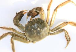 蟹爪[中藥名稱]