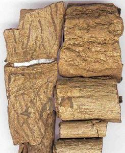 杜仲根腐病 杜仲根腐病