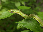 糙鱗綠樹蛇