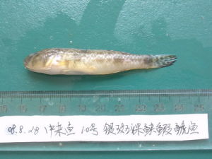 雲斑裸頰蝦虎魚 雲斑裸頰蝦虎魚