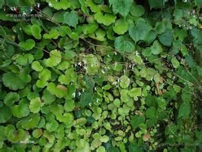 梅花草葉虎耳草(原變種) 梅花草葉虎耳草(原變種)