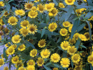 少毛裏海旋覆花 少毛裏海旋覆花