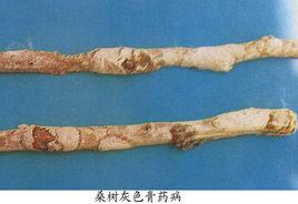 桑樹膏藥病 桑樹膏藥病