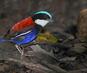 藍頭八色鶇 藍頭八色鶇