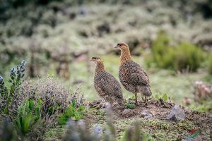 栗枕鷓鴣 栗枕鷓鴣
