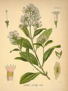 金雞勒[金雞勒]