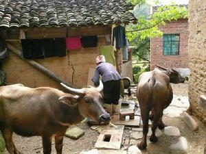 那外自然村發展養殖業<a name="ref_[11]"></a>