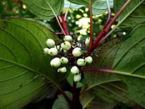 朝鮮棶木 朝鮮棶木