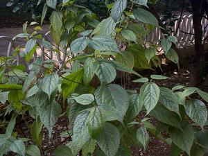 黔桂輪環藤 黔桂輪環藤