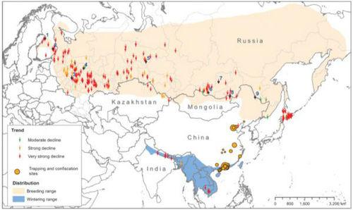 禾花雀的分布區域和數量下降情況