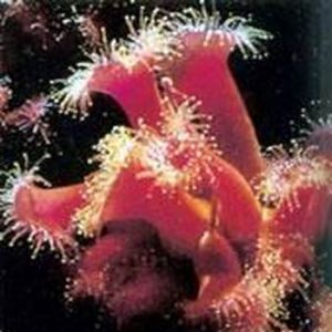 紅寶石香菇珊瑚