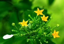 多花茜草 多花茜草