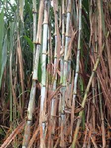 桂牧一號[雜交牧草]