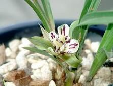 球距無柱蘭 球距無柱蘭